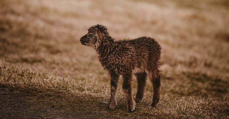 leviticus desert lamb