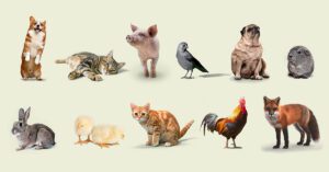 collection of cute animals