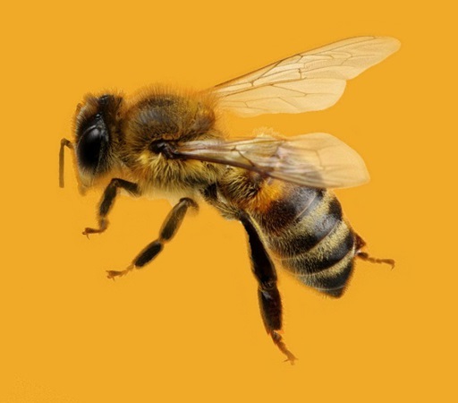 a honey bee in flight