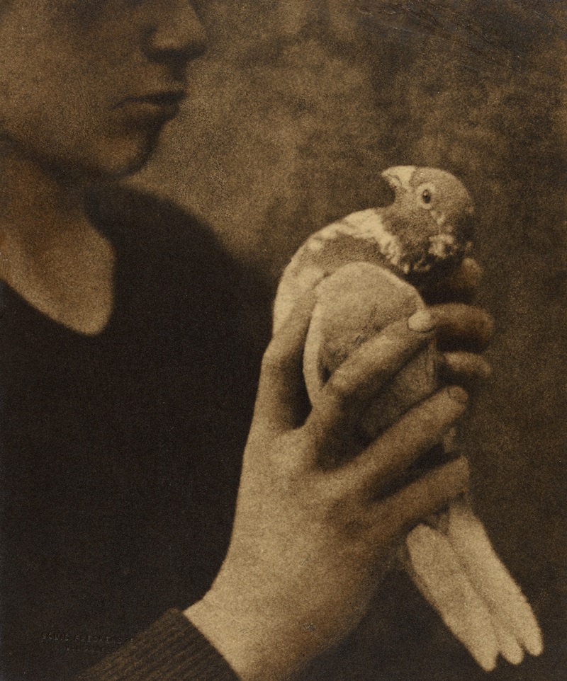 person holding dove