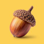 acorn