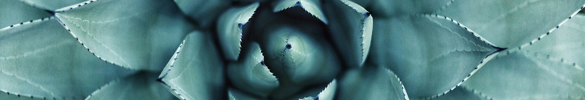 radial succulent plant