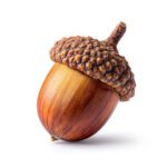acorn