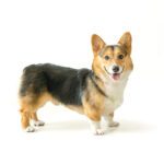 corgi