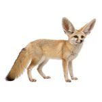 fennec fox