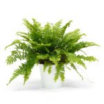 fern