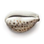 Cowrie Shell